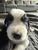 Mereoleona , a female Australian Shepherd and Miniature American Shepherd for sale in Pasco, WA – 3 of 9