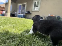 Nami, a female Australian Shepherd and Miniature American Shepherd for sale in Pasco, WA – 2 of 7