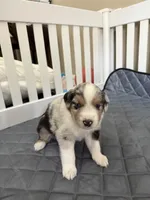 Yamato, a female Australian Shepherd and Miniature American Shepherd for sale in Pasco, WA – 2 of 7