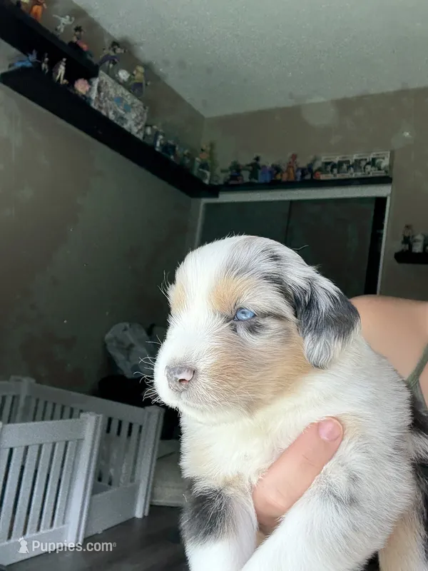 Yamato – Australian Shepherd, Miniature American Shepherd puppy for sale in Pasco, WA
