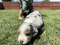 Yamato, a female Australian Shepherd and Miniature American Shepherd for sale in Pasco, WA – 3 of 7