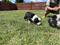 Mereoleona , a female Australian Shepherd and Miniature American Shepherd for sale in Pasco, WA – 2 of 9