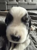 Mereoleona , a female Australian Shepherd and Miniature American Shepherd for sale in Pasco, WA – 6 of 9