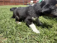 Ace, a male Australian Shepherd and Miniature American Shepherd for sale in Pasco, WA – 3 of 7
