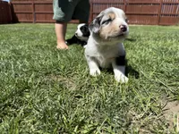 Yamato, a female Australian Shepherd and Miniature American Shepherd for sale in Pasco, WA – 4 of 7