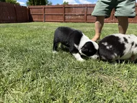 Mereoleona , a female Australian Shepherd and Miniature American Shepherd for sale in Pasco, WA – 7 of 9