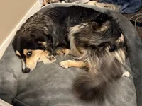 Nami, a female Australian Shepherd and Miniature American Shepherd for sale in Pasco, WA – 6 of 7