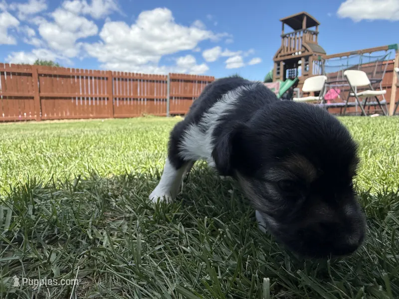 Nami – Australian Shepherd, Miniature American Shepherd puppy for sale in Pasco, WA