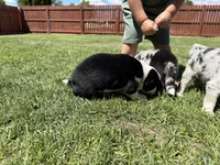 Mereoleona , a female Australian Shepherd and Miniature American Shepherd for sale in Pasco, WA – 5 of 9