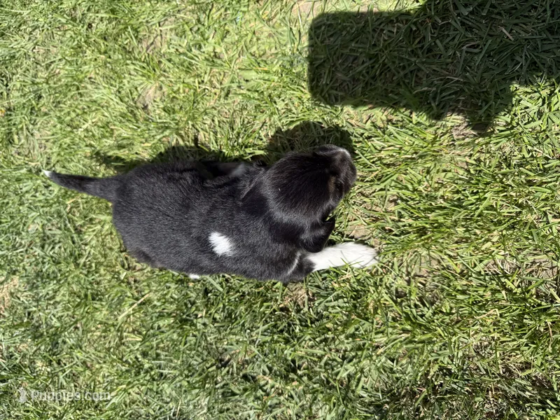 Ace – Australian Shepherd, Miniature American Shepherd puppy for sale in Pasco, WA