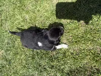 Ace, a male Australian Shepherd and Miniature American Shepherd for sale in Pasco, WA – 1 of 7