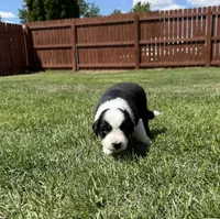 Mereoleona , a female Australian Shepherd and Miniature American Shepherd for sale in Pasco, WA – 1 of 9