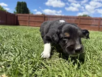 Ace, a male Australian Shepherd and Miniature American Shepherd for sale in Pasco, WA – 2 of 7