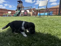 Nami, a female Australian Shepherd and Miniature American Shepherd for sale in Pasco, WA – 4 of 7