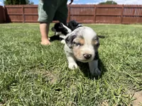 Yamato, a female Australian Shepherd and Miniature American Shepherd for sale in Pasco, WA – 5 of 7