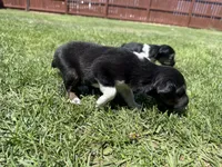 Ace, a male Australian Shepherd and Miniature American Shepherd for sale in Pasco, WA – 5 of 7