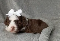 Belle, a female Poodle - Miniature  and Miniature Aussiedoodle for sale in Stoutland, MO – 5 of 7