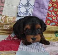 Dede, a female Yorkipoo for sale in Stoutland, MO – 6 of 10