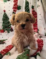 Marcus, a male Maltipoo for sale in Stoutland, MO – 4 of 7