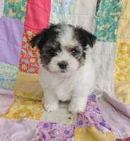 Layla, a female Maltipoo and Yorkshire Terrier for sale in Stoutland, MO – 8 of 9