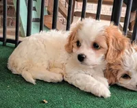Tracie, a female Cavachon for sale in Stoutland, MO – 2 of 10