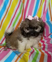 Lora, a female Havanese and Shih Tzu for sale in Stoutland, MO – 2 of 3