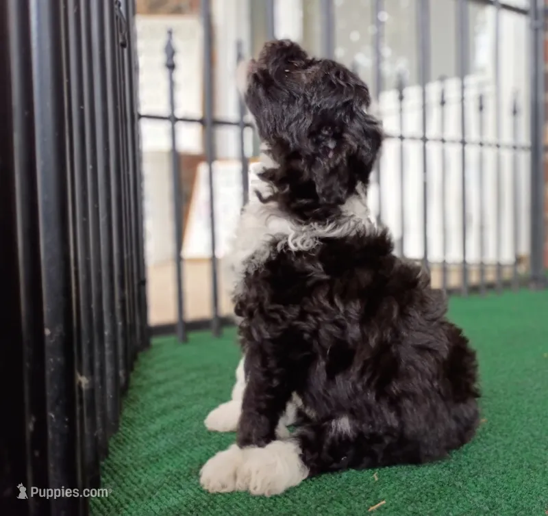 Lady – Poodle - Miniature , Miniature Aussiedoodle puppy for sale in Stoutland, MO