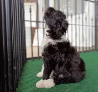 Lady, a female Poodle - Miniature  and Miniature Aussiedoodle for sale in Stoutland, MO – 1 of 8