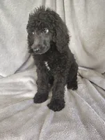 Stephanie, a female Poodle - Standard  for sale in Stoutland, MO – 4 of 9