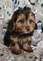 Nathaniel, a male Yorkipoo for sale in Stoutland, MO – 1 of 6