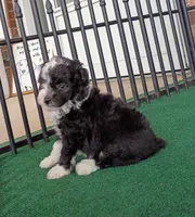 Lady, a female Poodle - Miniature  and Miniature Aussiedoodle for sale in Stoutland, MO – 3 of 8