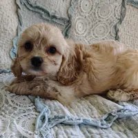 Terrance , a male Cavachon for sale in Stoutland, MO – 4 of 4