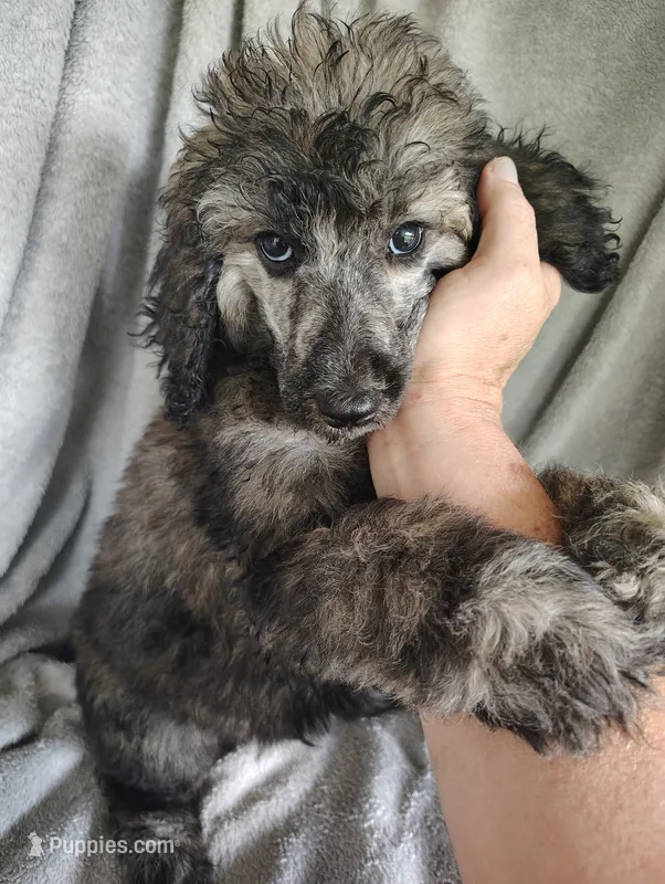 Simon – Poodle - Standard  puppy for sale in Stoutland, MO
