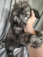 Simon, a male Poodle - Standard  for sale in Stoutland, MO – 1 of 10
