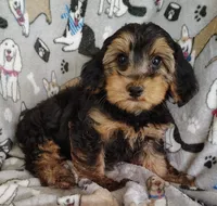 Daniel, a male Yorkipoo for sale in Stoutland, MO – 6 of 9