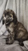 Simon, a male Poodle - Standard  for sale in Stoutland, MO – 6 of 10