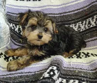 Leo, a male Maltipoo and Yorkshire Terrier for sale in Stoutland, MO – 3 of 7