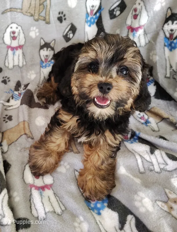 Cici – Yorkipoo puppy for sale in Stoutland, MO