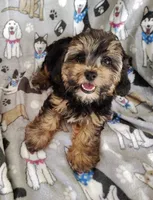 Cici, a female Yorkipoo for sale in Stoutland, MO – 1 of 7