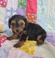 Nathaniel , a male Yorkipoo for sale in Stoutland, MO – 7 of 8