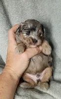 Kristoff , a male Poodle - Miniature  and Miniature Aussiedoodle for sale in Stoutland, MO – 5 of 5
