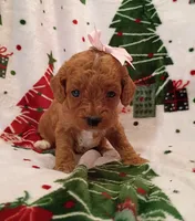 Tally, a female Cavapoo for sale in Stoutland, MO – 4 of 7