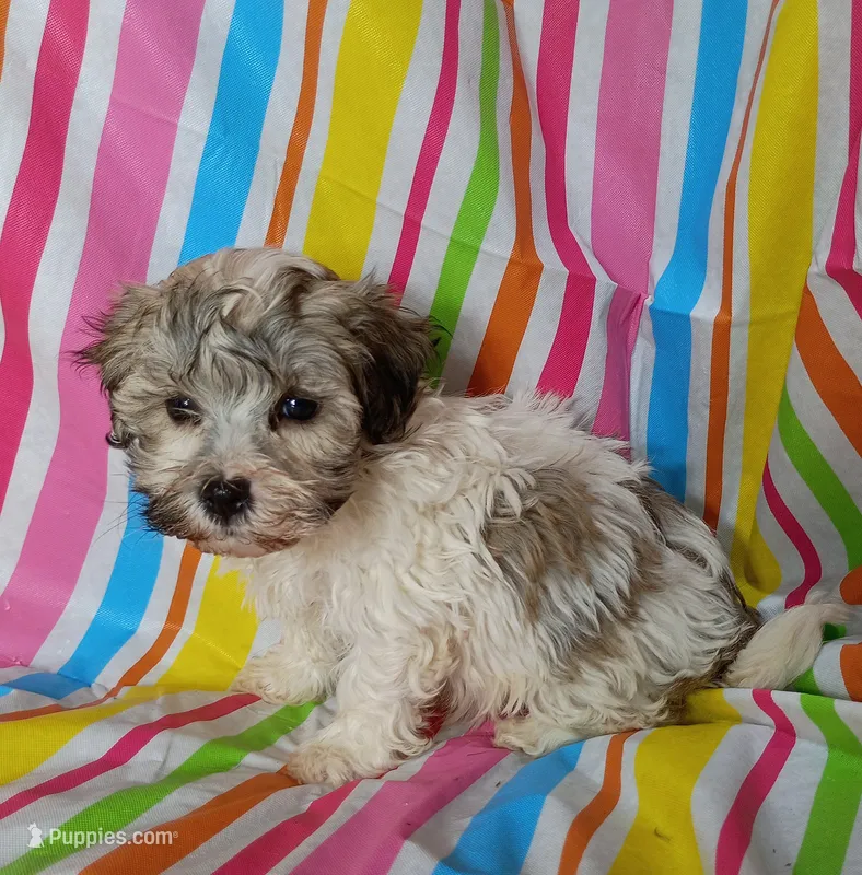 Happy – Havanese puppy for sale in Stoutland, MO