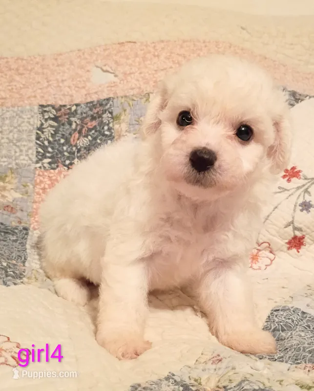 Callie – Bichon Frise puppy for sale in Stoutland, MO