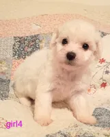 Callie, a female Bichon Frise for sale in Stoutland, MO – 1 of 1