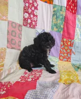 Allie, a female Cavapoo and Poodle - Miniature  for sale in Stoutland, MO – 5 of 5