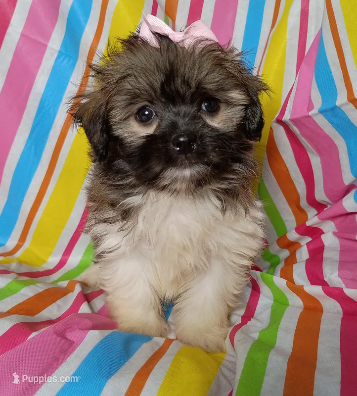 Lora – Havanese, Shih Tzu puppy for sale in Stoutland, MO