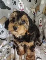 Daniel, a male Yorkipoo for sale in Stoutland, MO – 2 of 9
