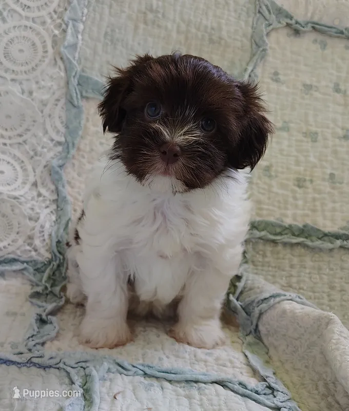 Candy – Havanese puppy for sale in Stoutland, MO