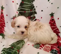 Happy, a male Havapoo for sale in Stoutland, MO – 2 of 6